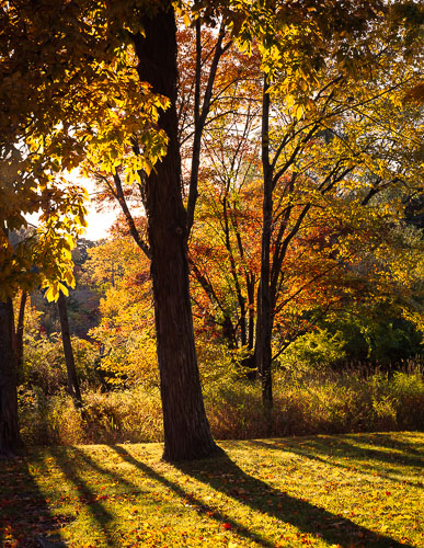 Fall_Tree.jpg